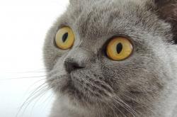 开云体育登录-文班亚马，当无解成为常态，太阳如何破解独行侠的终极谜题？