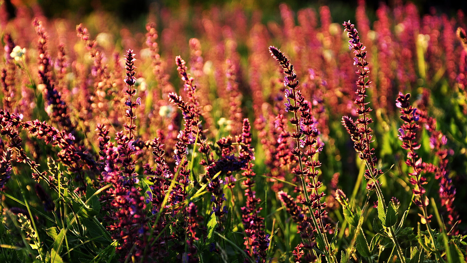 太阳稳稳拿下尼克斯，爱德华兹成为关键先生