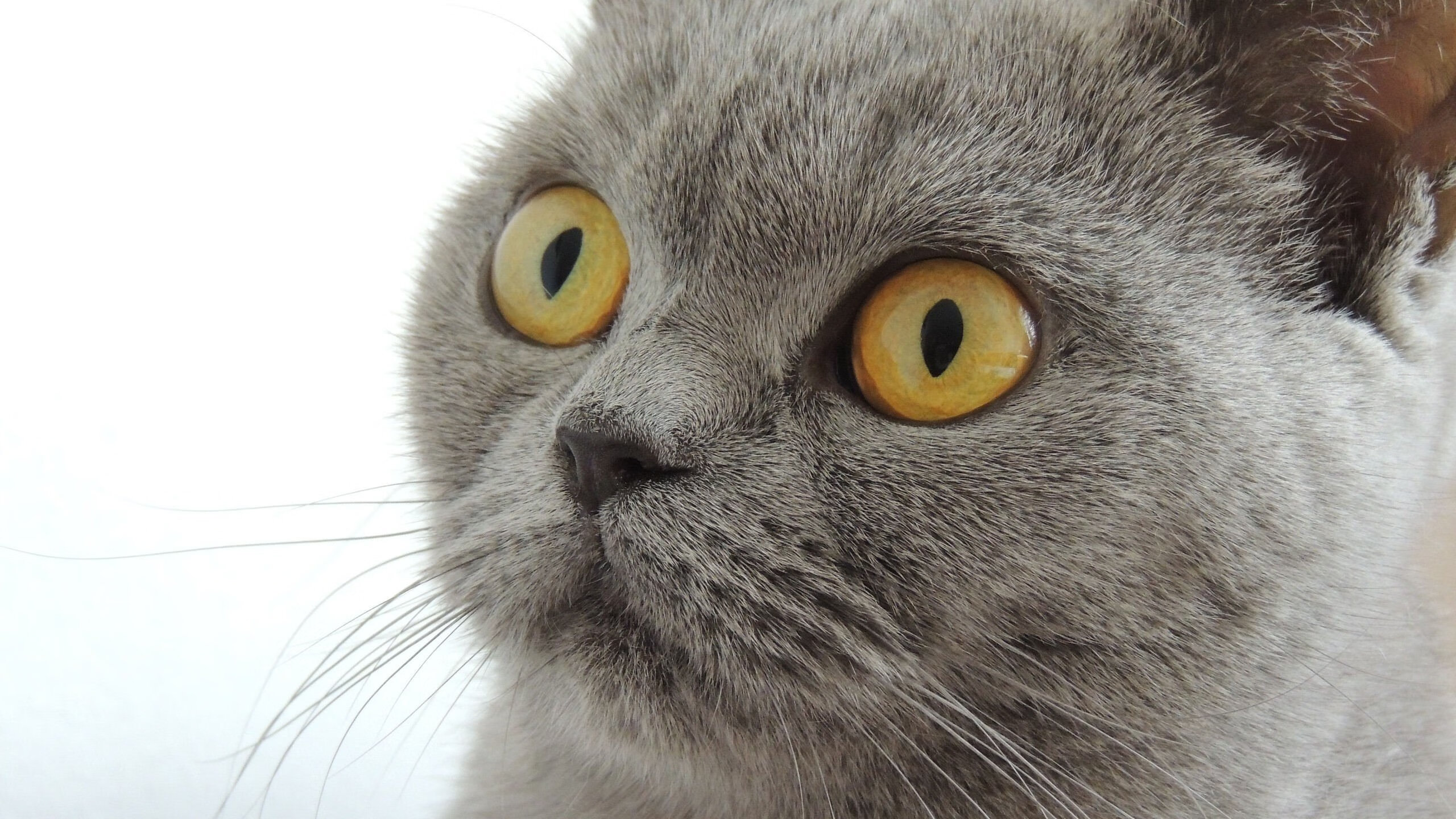 文班亚马，当无解成为常态，太阳如何破解独行侠的终极谜题？